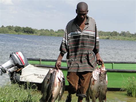 Why fish is an expensive delicacy for Lake Victoria locals - The Standard