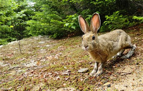 Snowshoe Hare: Agile Mammal with Seasonal Camouflage