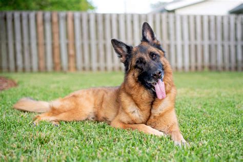 How to Groom a German Shepherd Dog – American Kennel Club