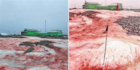 Antarctica is splattered with blood-red snow, images reveal | Totally ...