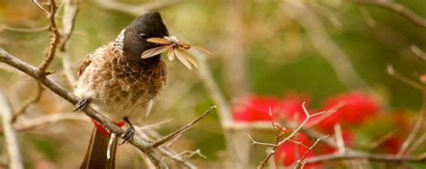 Bird Watching Experience in Mudumalai National Park