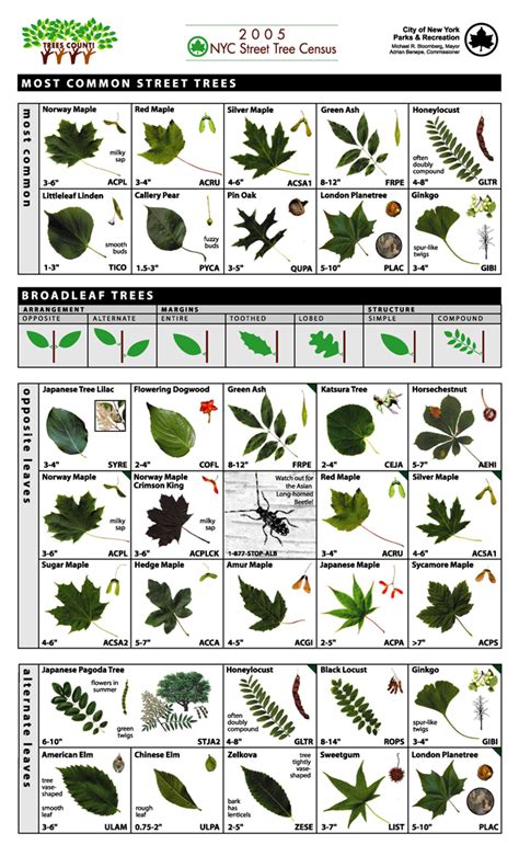 Hudson Allergy Tribeca | Tree identification, Tree leaf identification ...