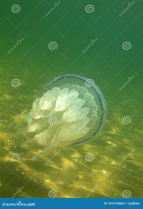 Marine Jellyfish, in a Natural Habitat Stock Image - Image of aqua, glow: 181410069