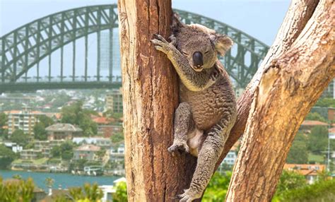 13 Crazy Facts About Australia That Will Make You Love This Country! | MakeMyTrip Blog