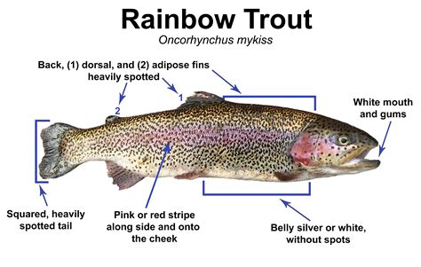 Trout Smart Series: Rainbow Trout – Fly of the Month Club - Wambolt ...