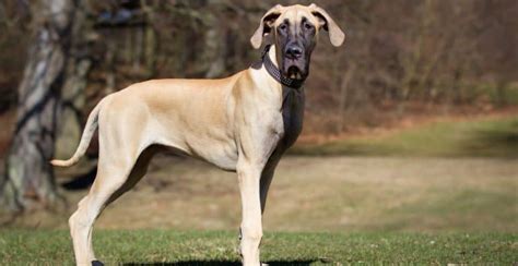 Great Dane Breed Guide (Lifespan, Size & Characteristics)