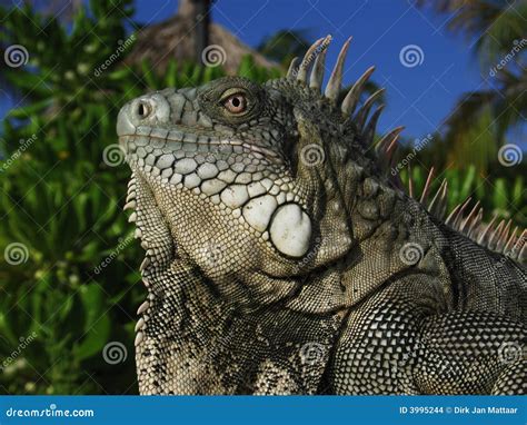 Iguana Close-up stock photo. Image of ocean, divers, tropical - 3995244