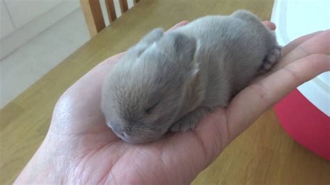 11 Day Old Mini Lop Baby (Part 4) Bunny Rabbit Kit Runt Surprise Litter (miniature Lop ...