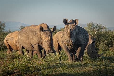 Poaching surges in the birthplace of white rhino conservation