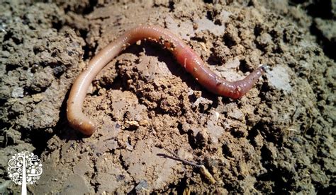 Fight Pests, Diseases, and Improve Soil Health with Vermicast | Garden ...