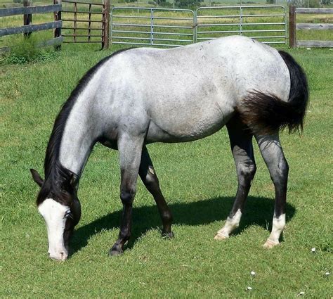 Beautiful blue roan. #equestriangearblue | Unusual horse, Pretty horses, Beautiful horses