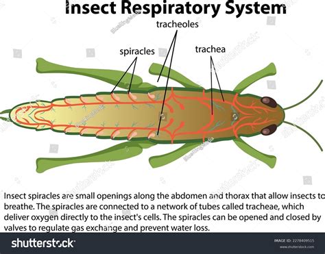 Grasshopper Respiratory System Diagram Illustration Stock Vector (Royalty Free) 2278409515 ...