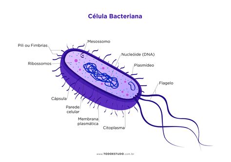 Perceptual favorito exagero estrutura celular bacteriana Nave espacial Fluxo de saída Precisão