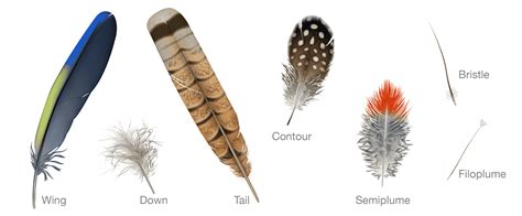 Bird_Biology-feather_types_wing_down_tail_down_contour_semiplume ...