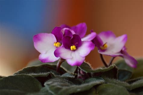 African Violet Leaf Problems - A Guide (With Fixes) | Gardener Indoors