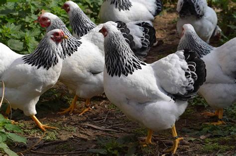 Columbian Wyandotte: Eggs, Height, Size and Raising Tips