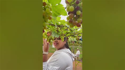 Grapes Farm 🍇 | #shorts #grape #shamisexplore #youtubeshorts - YouTube
