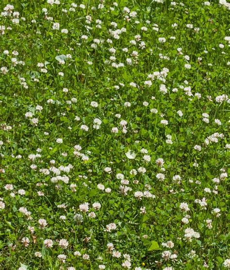 Over Seeding Grazing Leys or Pasture with WHITE CLOVER SEED