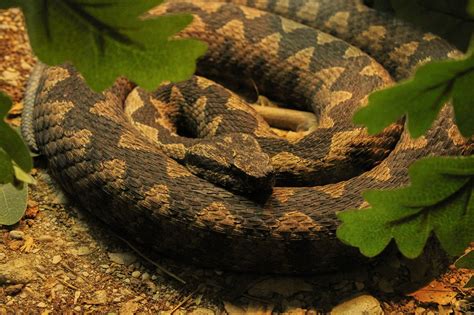 Python Snake Reptile - Free photo on Pixabay - Pixabay