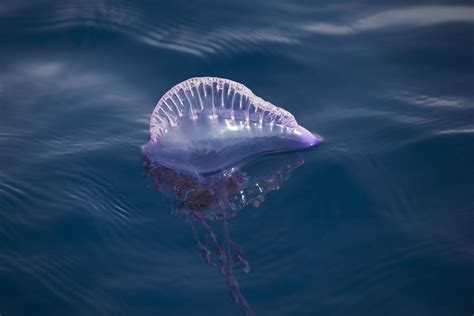 Blue Bottle Jellyfish On Beach