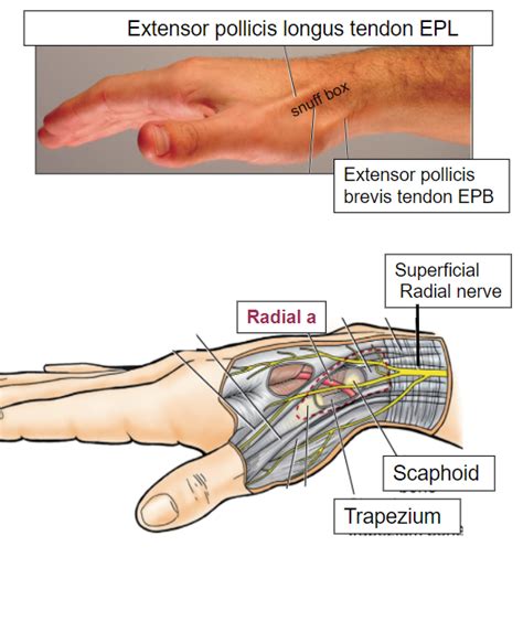 Anatomical Snuff Box Diagram