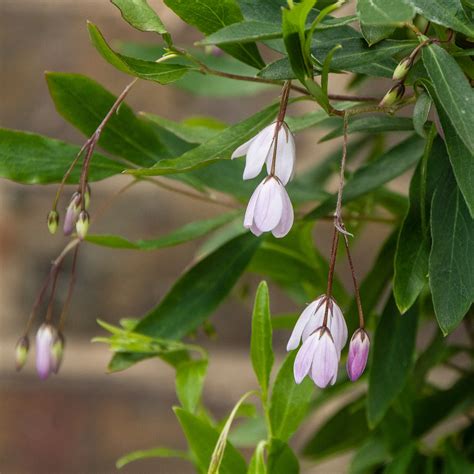 Sollya heterophylla 'Pink' (Pot Size 3L) - The Boma Garden Centre