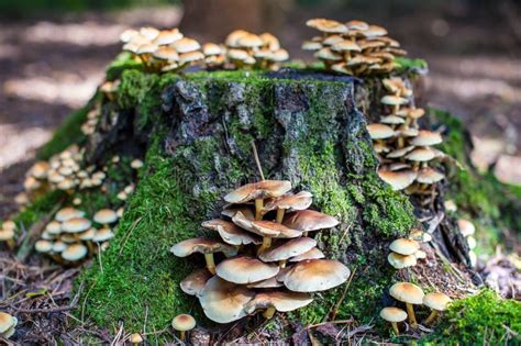 Tree stump with mushrooms stock image. Image of landscape - 30064759