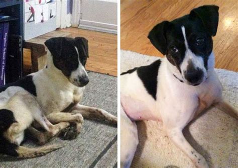 15+ Pets Who Found Happiness After Being Adopted / Bright Side