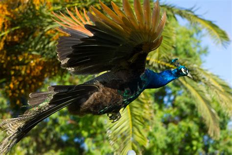 Flying Peacock | Jannick Fjeldsoe | Flickr