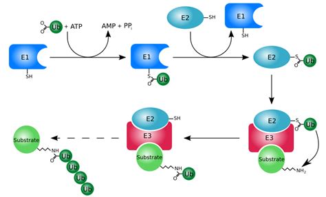 Ubiquitin/Proteasome Pathway Antibodies - Creative Diagnostics