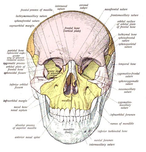 Alveolar Bone Anatomy