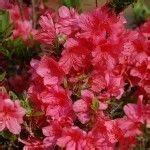 Steps To Prune An Azalea Bush: How Do You Prune An Azalea | Gardening ...