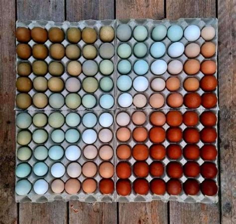 Chicken egg color spectrum – FlowingData