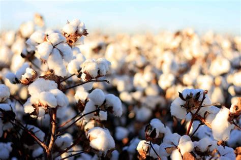 Organic Cotton Causes Less Environmental Damage than Conventional ...