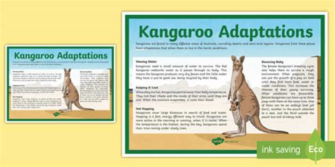 Kangaroo Facts for Kids - Twinkl Blogs - Twinkl