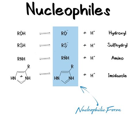 Nucleophiles-1 - PhD Muscle