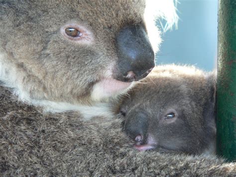 Koala & Baby Free Photo Download | FreeImages