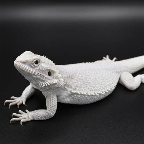 Luna - Hypo Wero poss Het Trans | Baby bearded dragon, Bearded dragon breeders, Bearded dragon cute