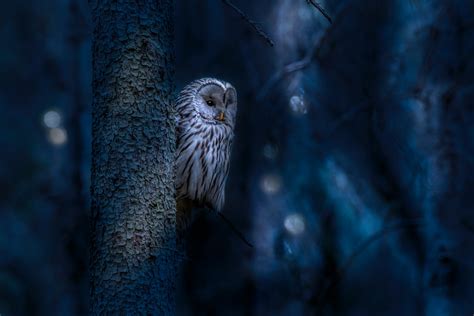 Nocturnal Birds » The Characteristics - Bird Buddy Blog