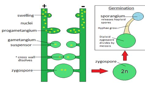 Diversity of Organisms | Leaving Cert Notes