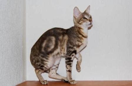 Sokoke - Cat Breed Profile and Facts