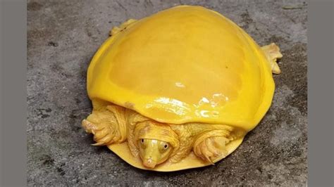 #EcoTrends: Netizens Surprised With Bright Yellow Colour of Rare Turtle Rescued in West Bengal ...