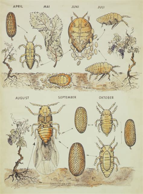 Phylloxera - COGNAC-TON