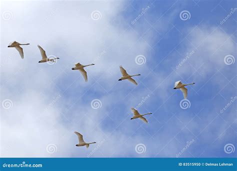 Migrating Tundra Swans Fly in V- Formation Stock Photo - Image of white ...