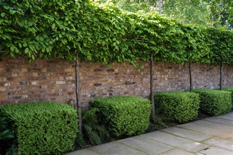 Pleached Trees - Pleached Evergreen Trees - Hopes Grove Nurseries in ...