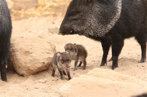 Collared peccary, or javelina | 可愛すぎる動物, 野生動物, 動物・ペット