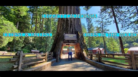 Drive Thru Redwood Tree Famous Chandelier Tree Leggett California National Park - YouTube