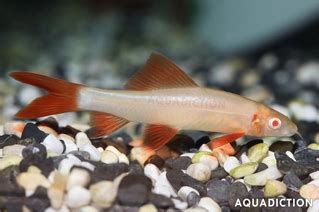 Rainbow Shark - Albino - Epalzeorhynchos Frenatum var. "Albino" Fish Profile & Care Guide