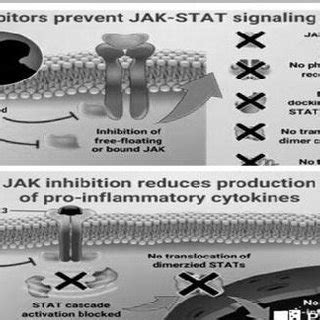 nhibition of JAK Receptors by Immunosuppressive Drug and hence the JAK... | Download Scientific ...