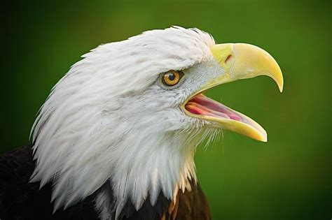 Screaming Eagle Photograph by Jim Hughes - Fine Art America